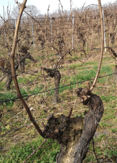 Taille de la vigne en Guyot double