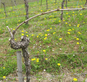 Taille de la vigne en Guyot simple